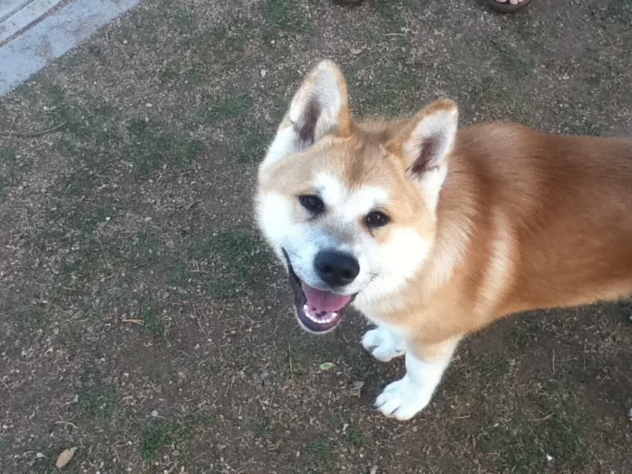 Filhote de Akita