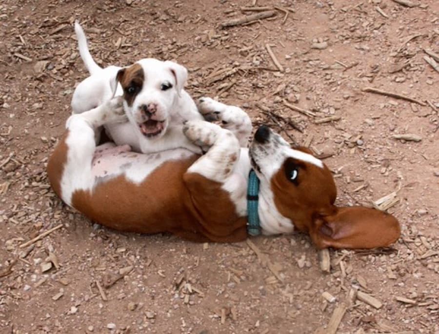 Filhote de Basset Hound