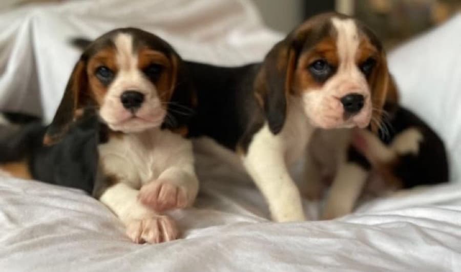 Filhote de Beagle