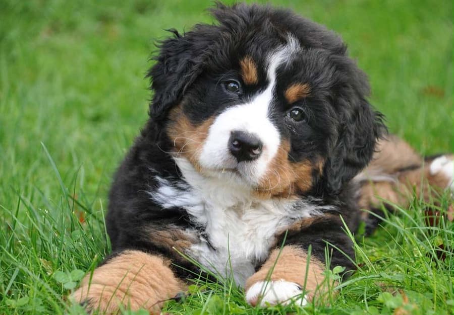Filhote de Bernese