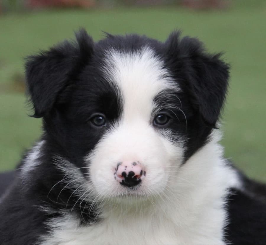 Filhote de Border Collie
