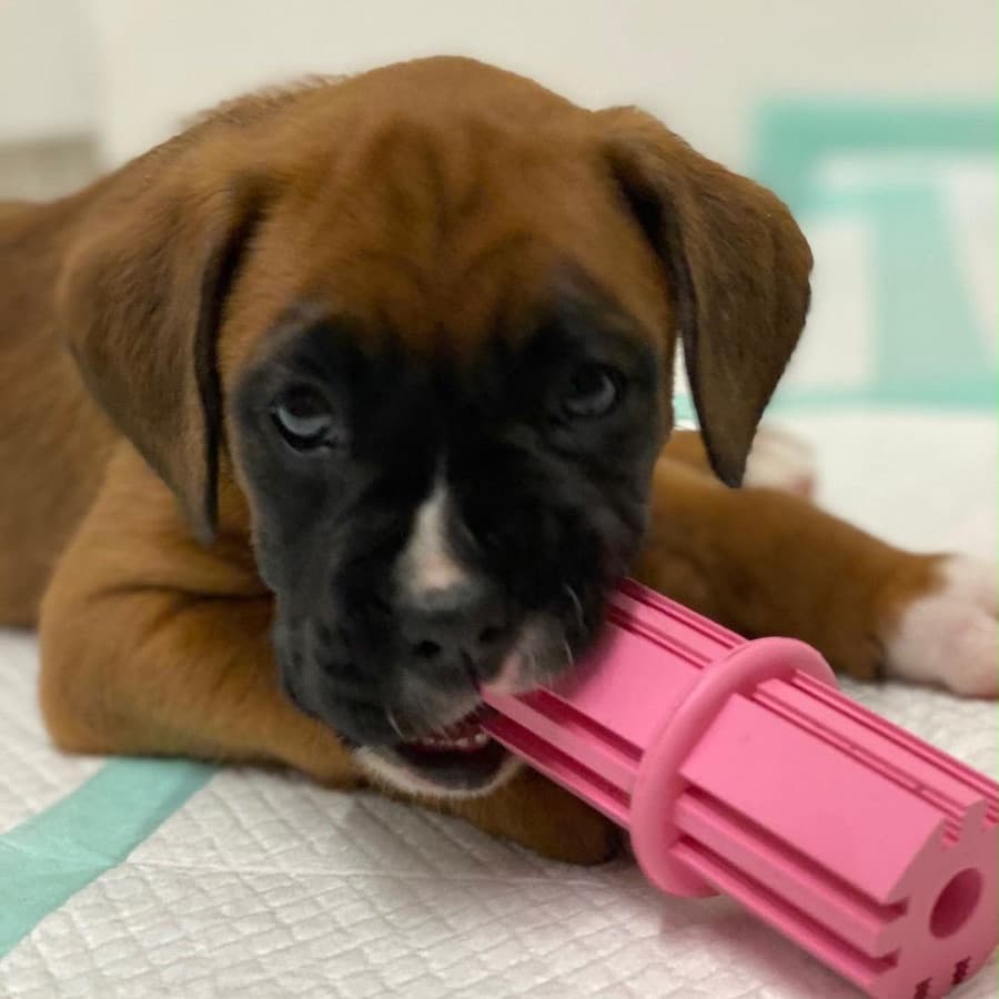 Filhote de Boxer