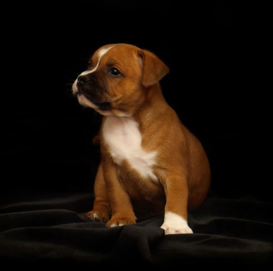 Filhote de Bull Terrier
