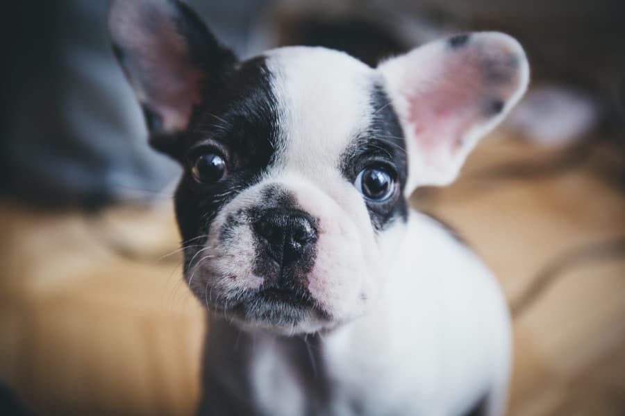 Filhote de Bulldog Francês