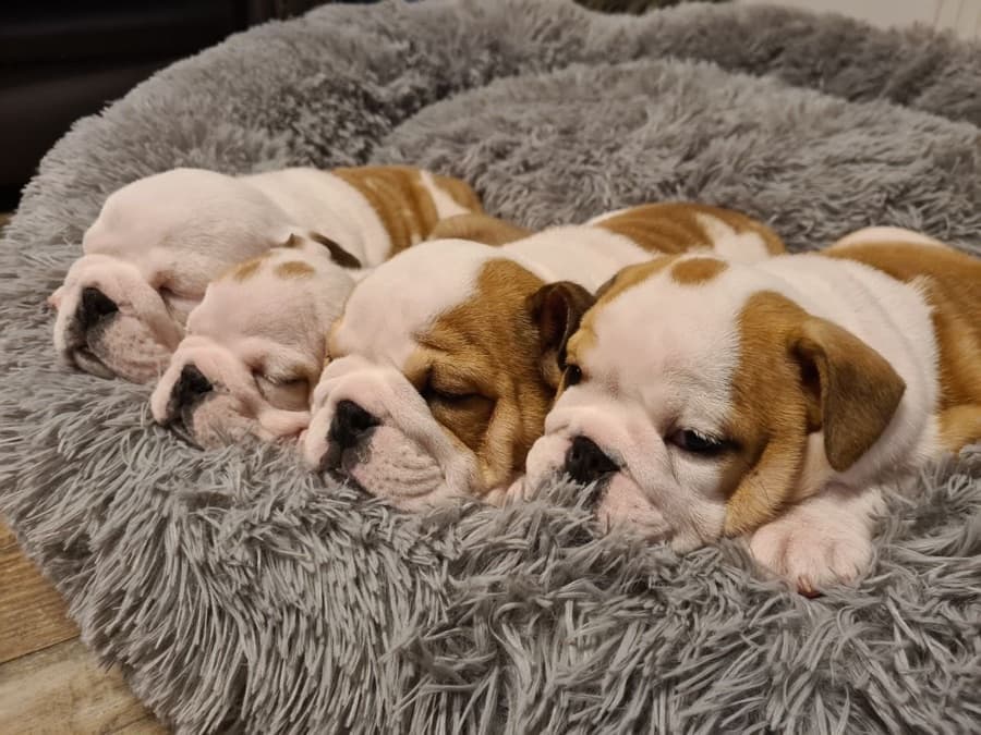 Filhote de Bulldog Inglês