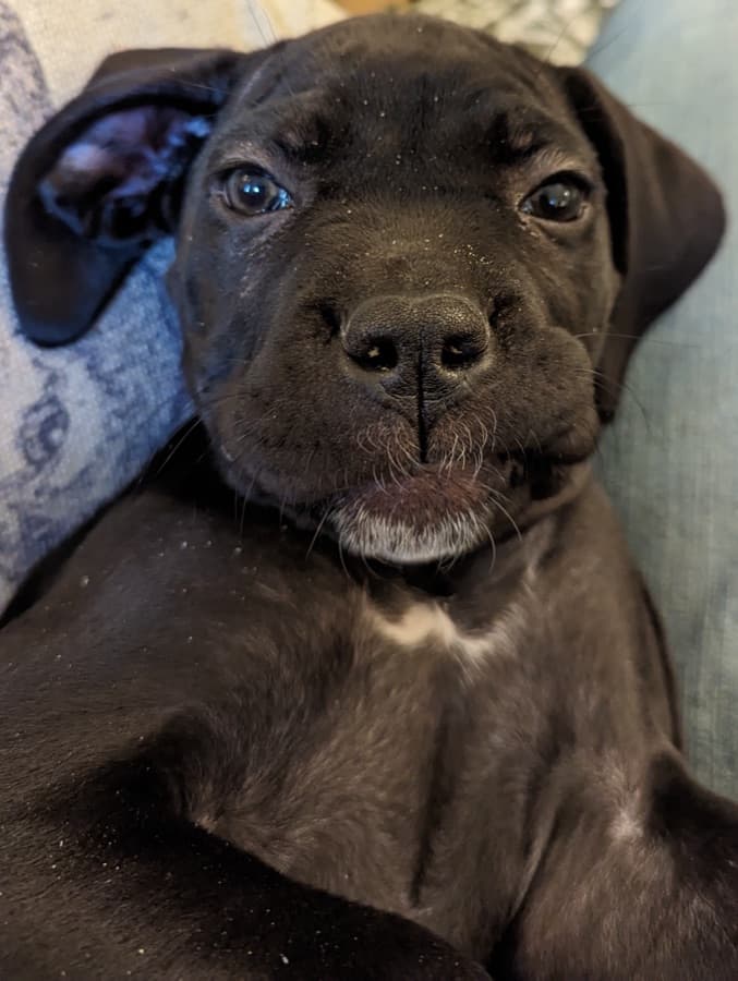 Filhote de Cane Corso