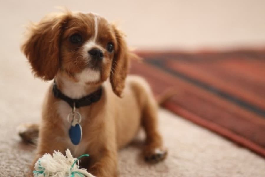 Filhote de Cavalier King