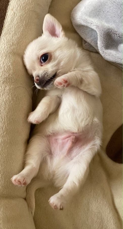 Filhote de Chihuahua