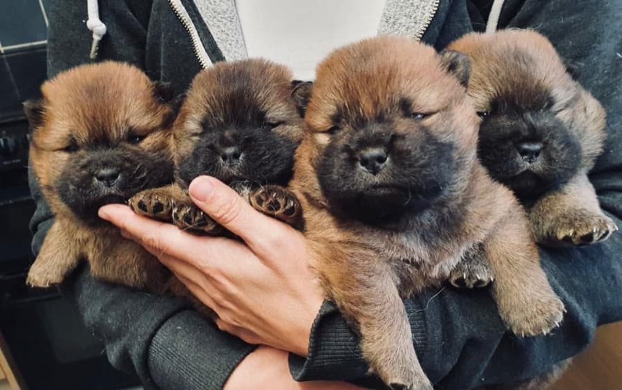 Filhote de Chow Chow