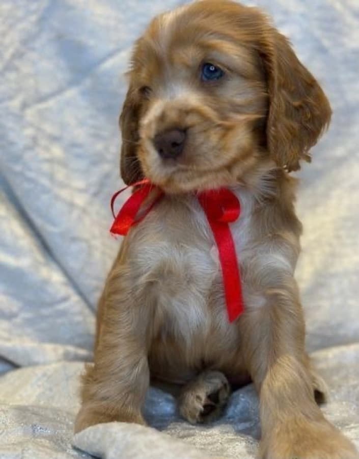 Filhote de Cocker Spaniel