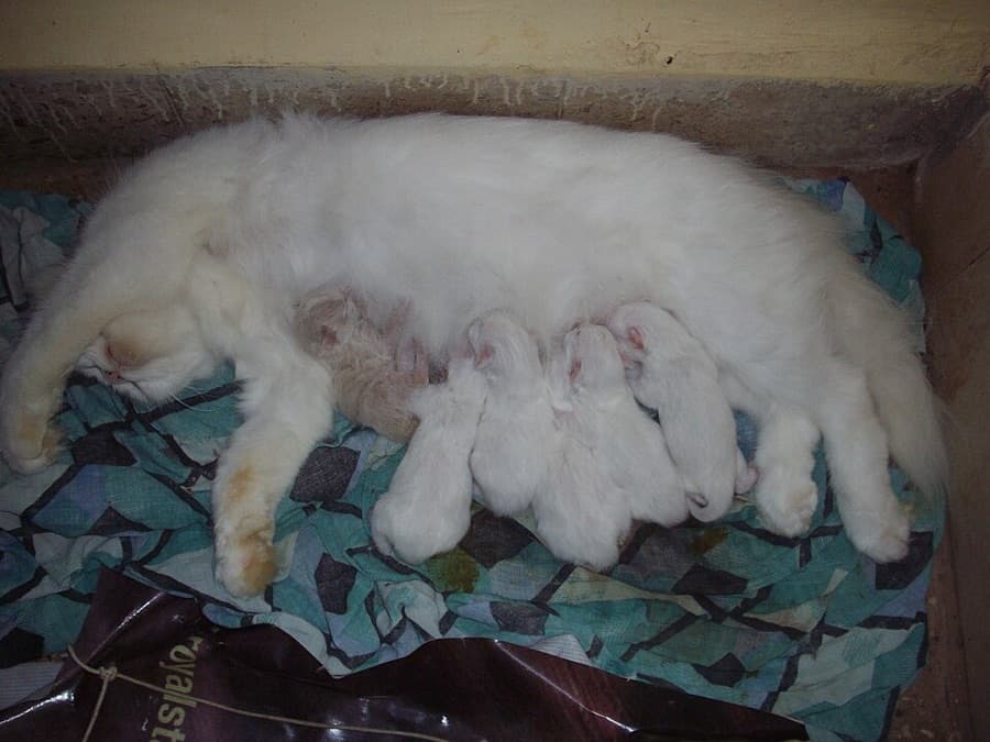 Filhote de Gato Persa