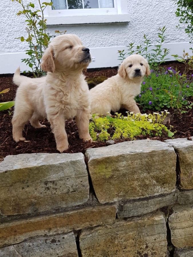 Filhote de Golden Retriever