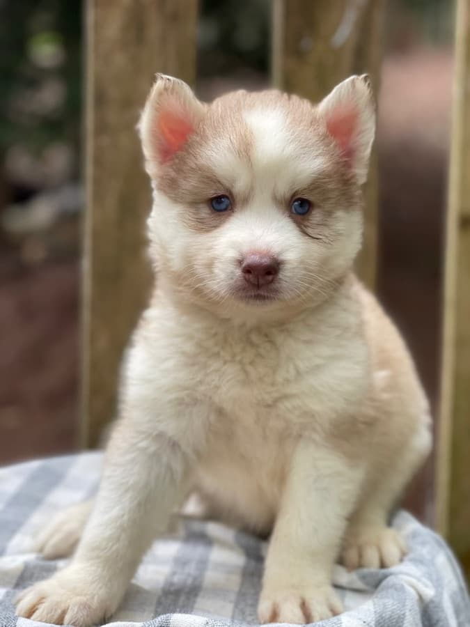 Filhote de Husky Siberiano