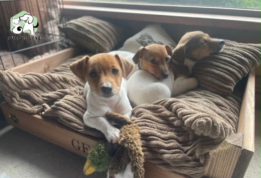 Filhote de Jack Russell