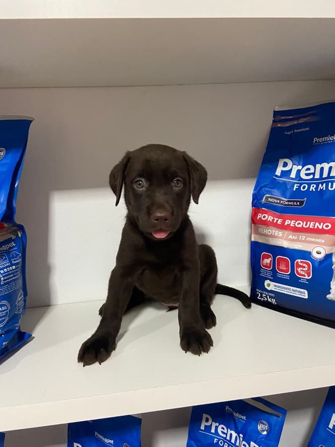 Filhote de Labrador Retriever