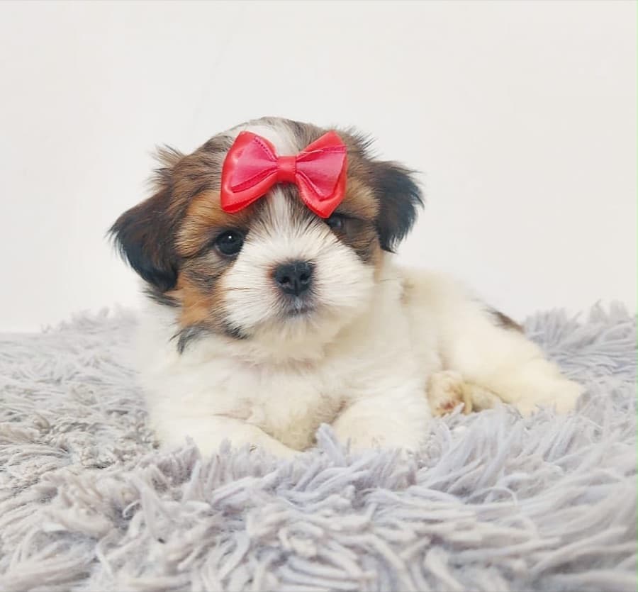 Filhote de Lhasa Apso