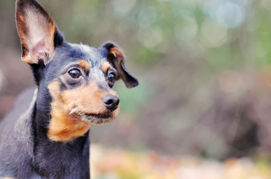 Filhote de Pinscher