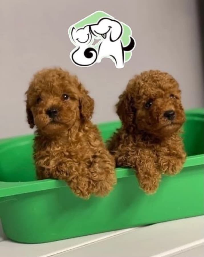 Filhote de Poodle