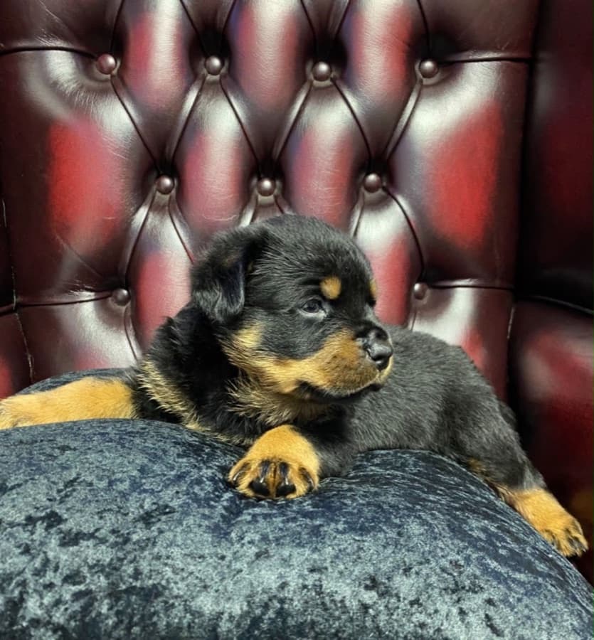 Filhote de Rottweiler