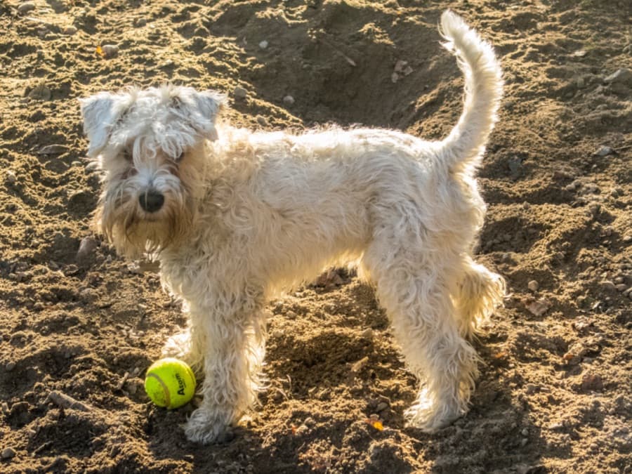 Filhote de Schnauzer