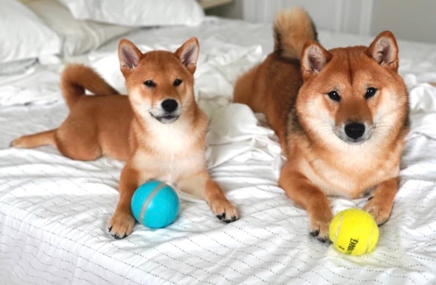 Filhote de Shiba Inu