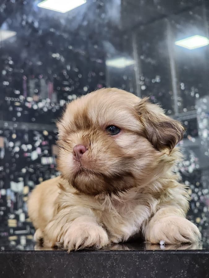 Filhote de Shih-Tzu