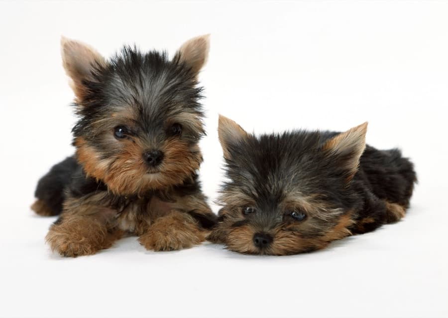 Filhote de Yorkshire Terrier